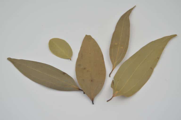 bay-leaves