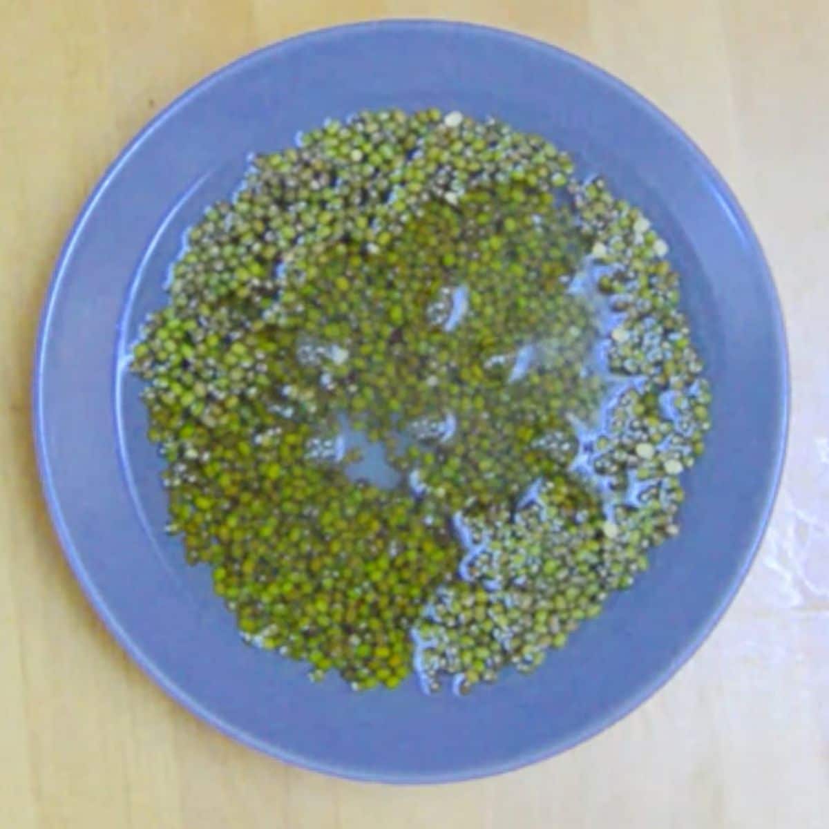 soaked whole green moong dal in a grey bowl.