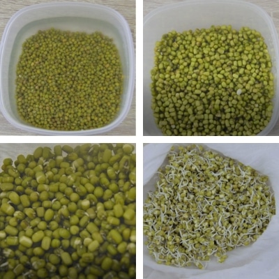 how-to-sprout-mung-beans